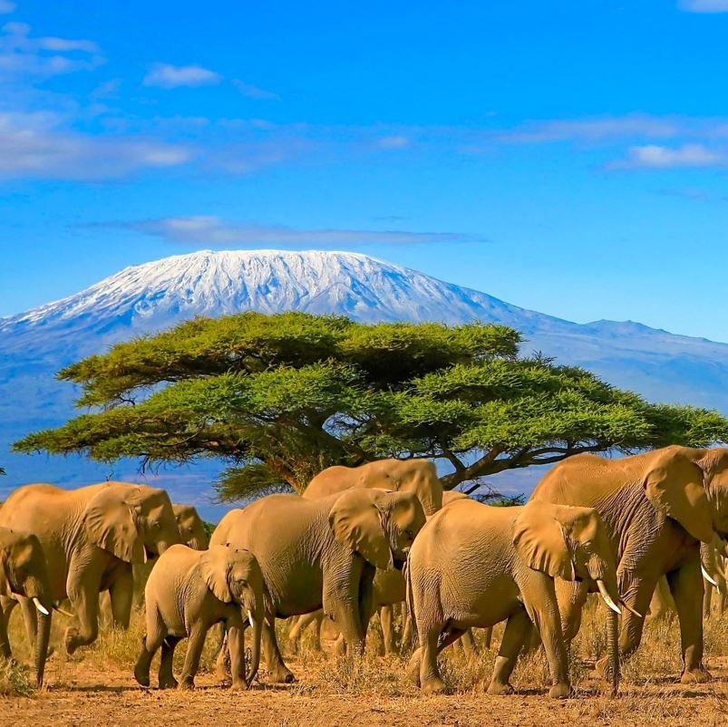 Tanzania with elephants, destinations