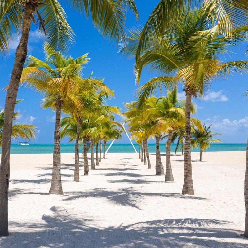 Palm Trees Pictured In Cozumel Island, Mexican Caribbean, Riviera Maya, Mexico