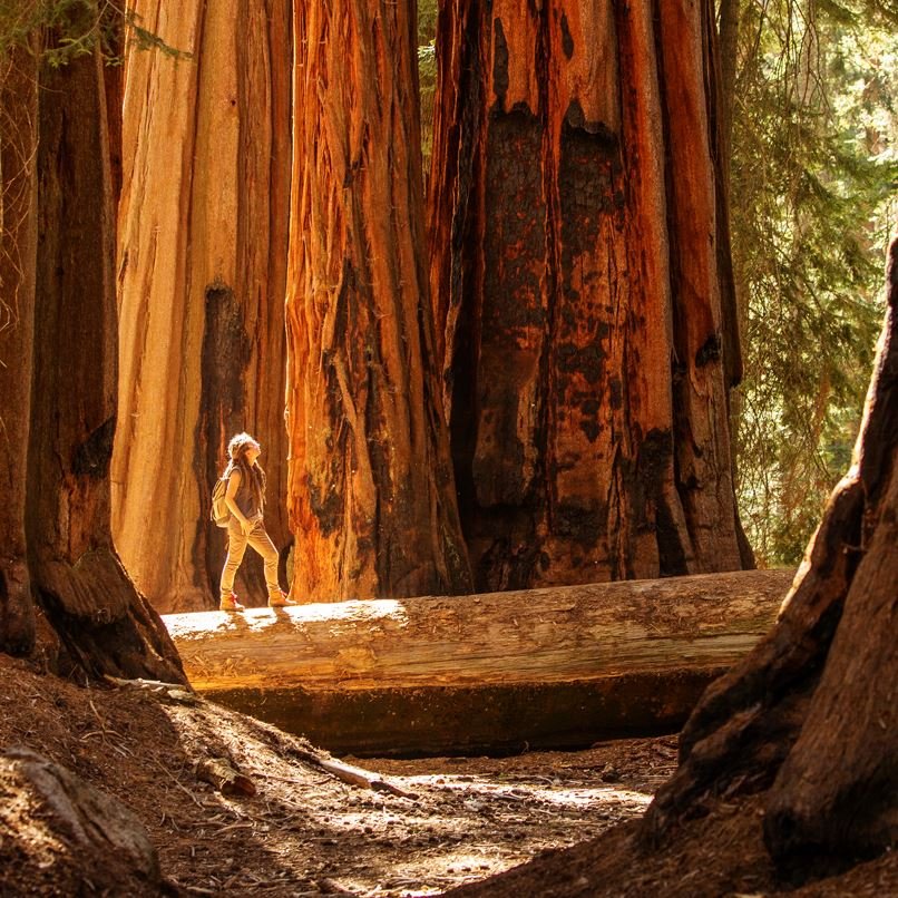 Mariposa Grove with hiker looking up at sequoia tress