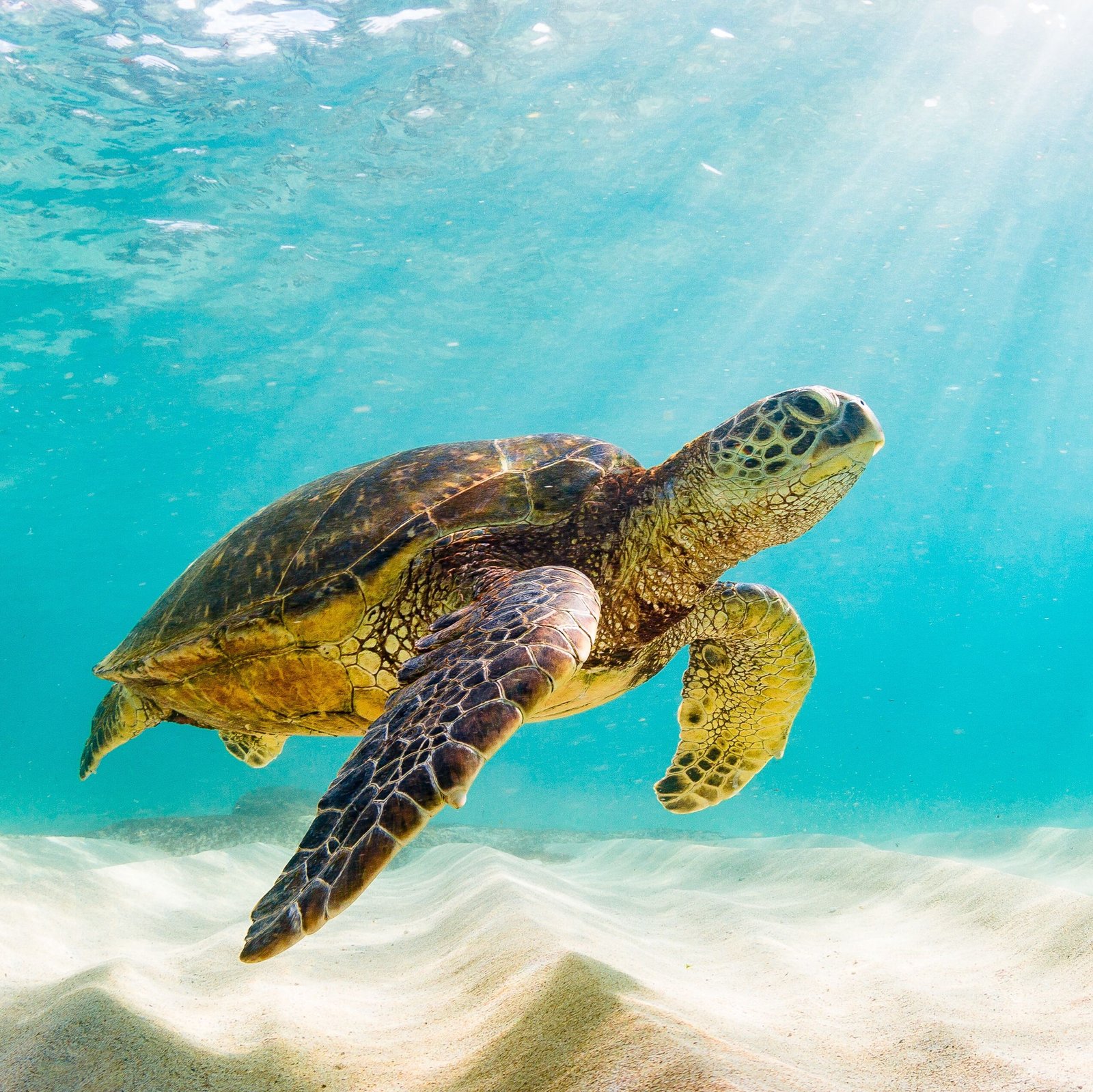 Sea turtle underwater in ocean