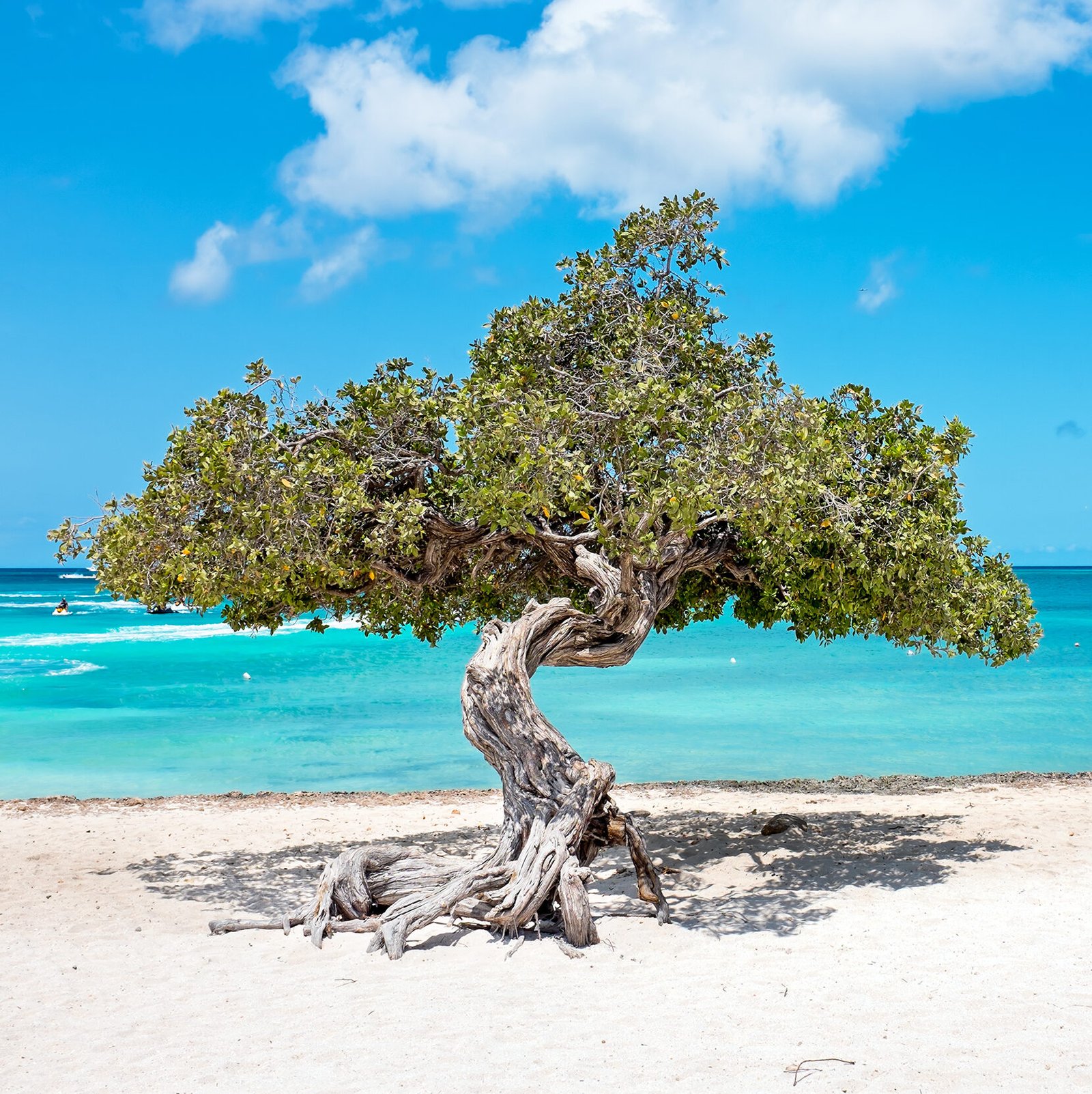 Tree on beach in Aruba