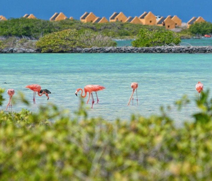 bonaire flamingos tourism