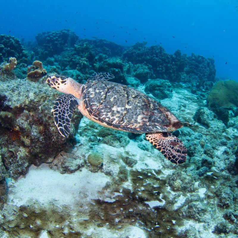 Hawksbill Turtle swimming in the Caribbean ocean of Curaçao