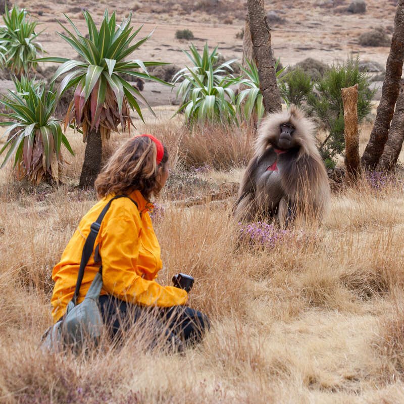 Female Tourist Observing A Baboon During A Safari In Ethiopia, In The Continent Of Africa