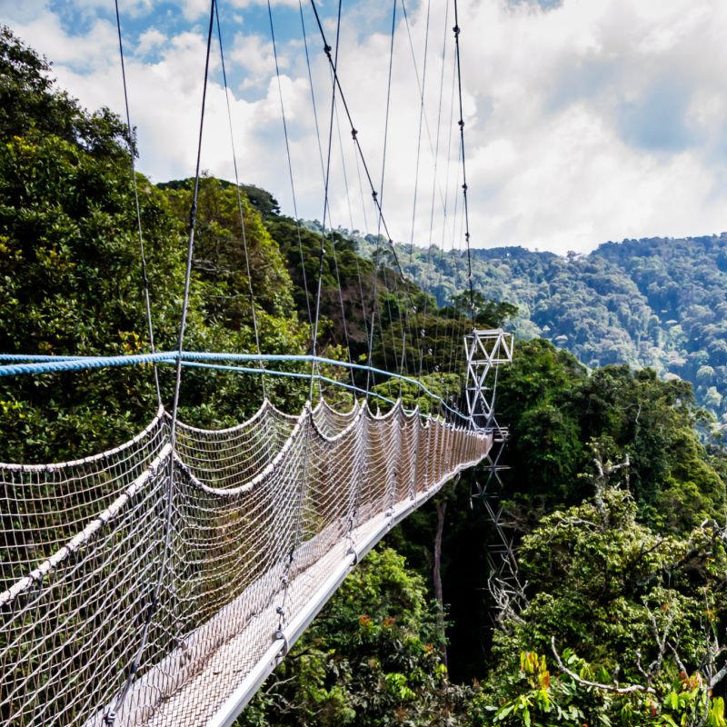 Rwanda rainforest bridge