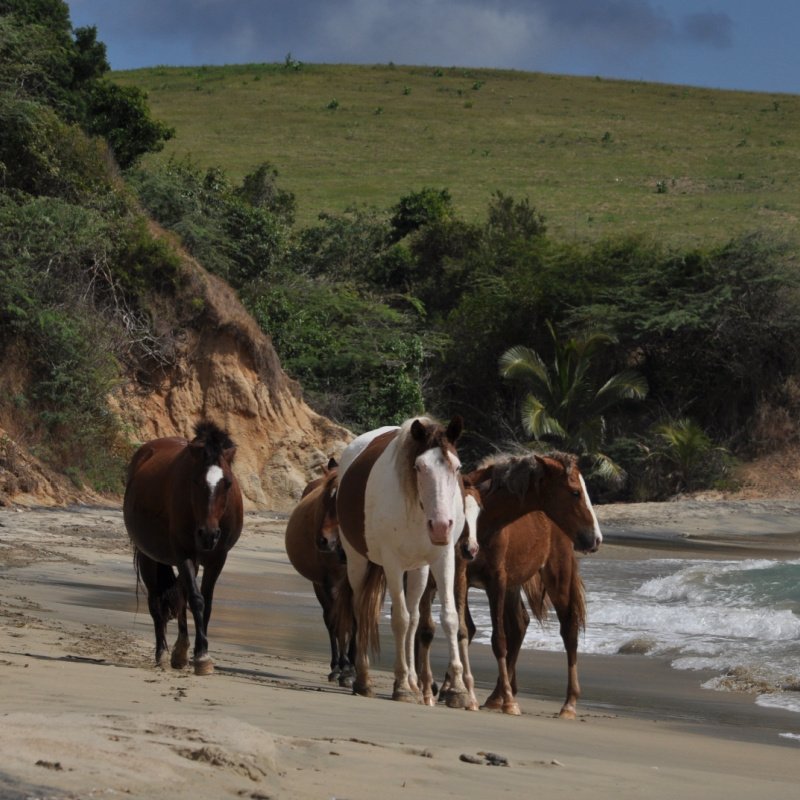 Wild horses walking on the beach on the island of Vieques in Puerto Rico