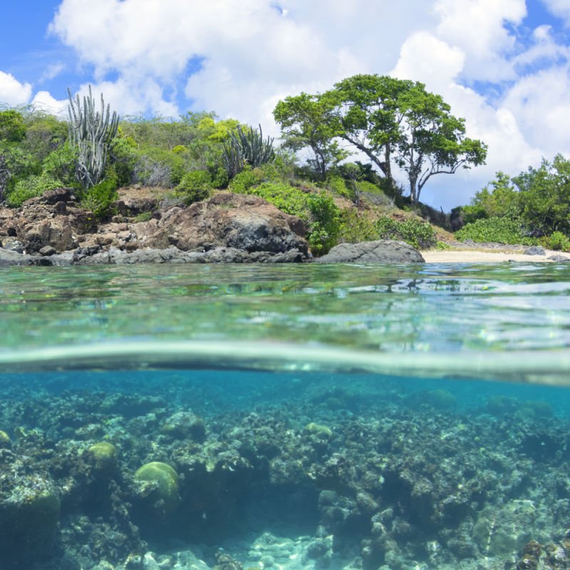 Fisheye view under water revealing native vegetation and coral reef at Tampico Beach on Caribbean island of Isla Culebra