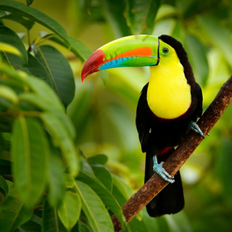 toucan in costa rica