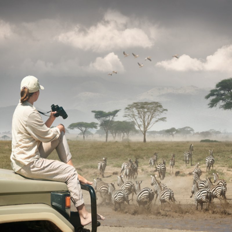 Woman tourist on safari in Africa, traveling by car in Kenyawatching zebras and antelopes in the savannah
