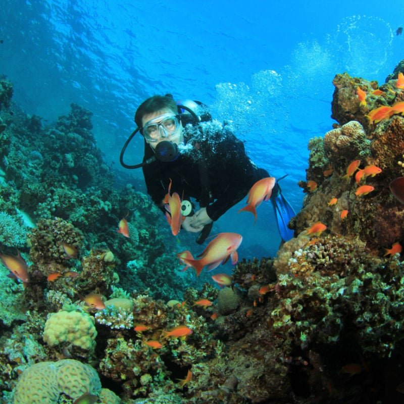 A scuba diver exploring a coral reef