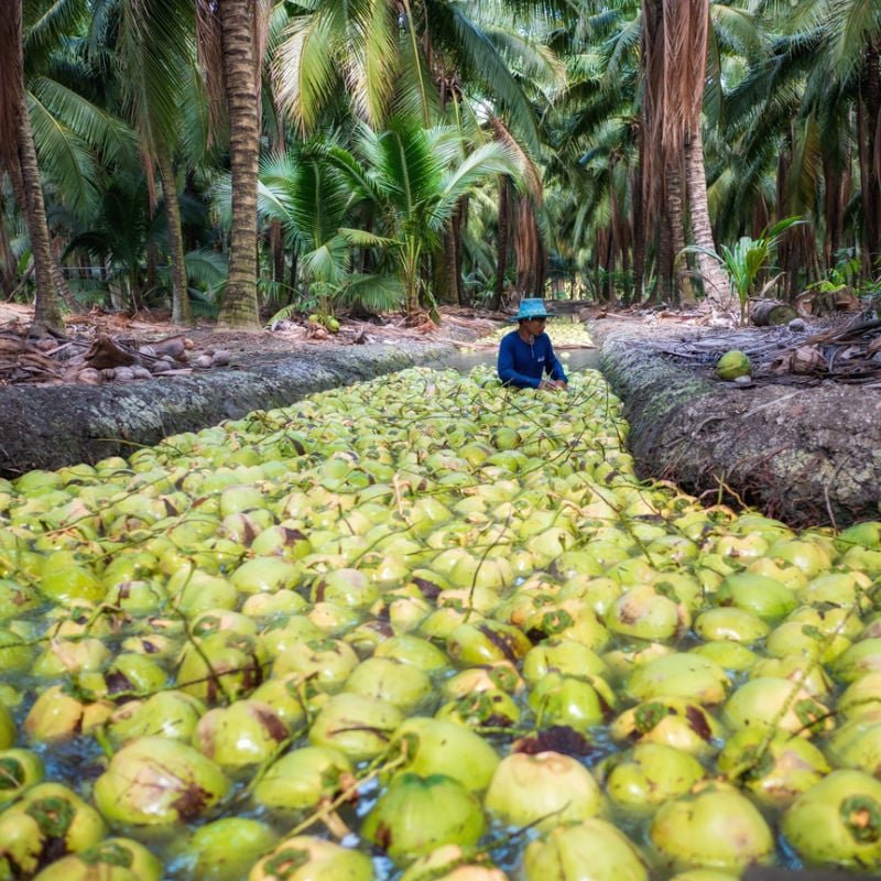 coconut grove in thailand