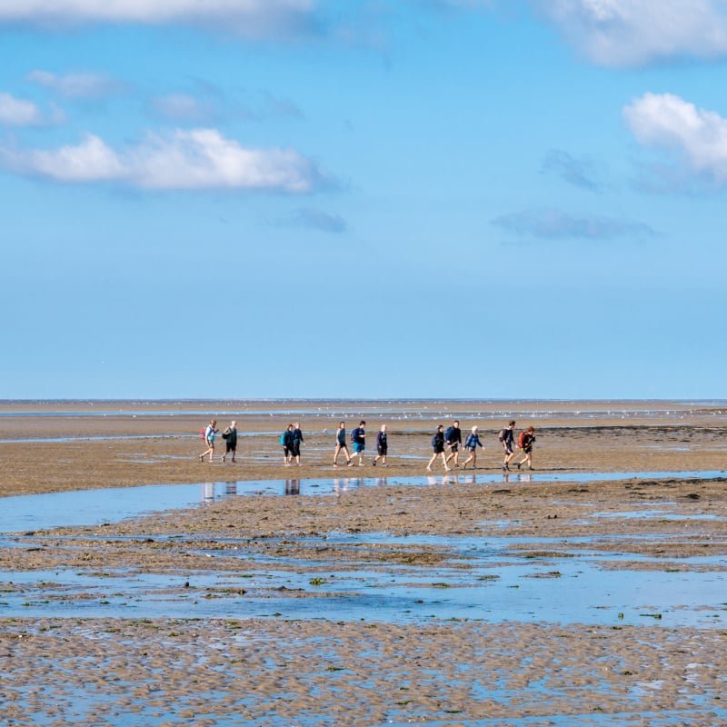 Group of people mud flat hiking on Wadden Sea at low tide from Friesland to West Frisian island Ameland, Netherlands