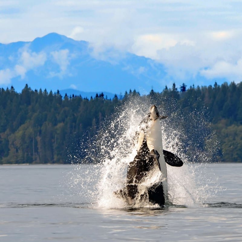 Dramatic photo of orca breaching in discovery channel with a mountain backdrop , near quadra island, british columbia, with a captured harbor porpoise in its mouth