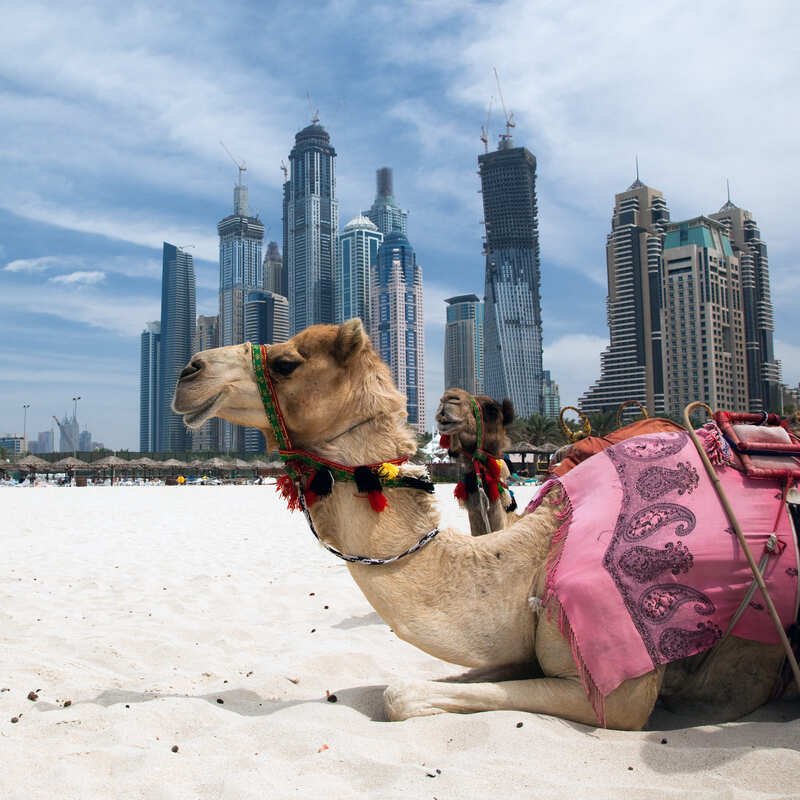 A Camel Resting On A Beach With A Cluster Of Skyscrapers For Backdrop In Dubai, United Arab Emirates, Middle East