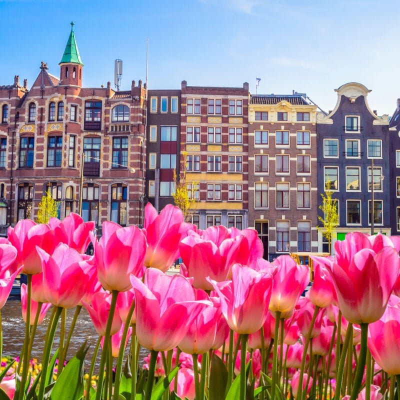 historic buildings and pink tulips in Amsterdam, The Netherlands in spring or summer in Europe