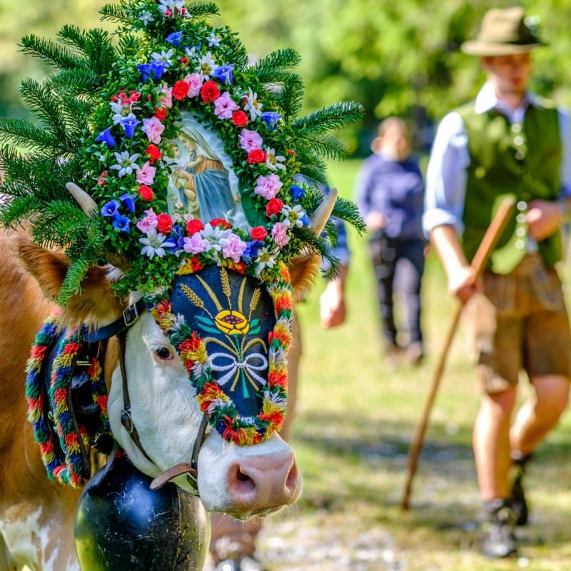 cow with headdress on in Austria