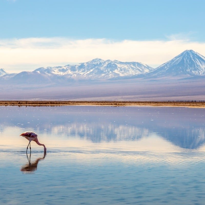 A Flamingo Feeding On The Edge Of Salar de Tara, In The Atacama Desert Of Chile, South America