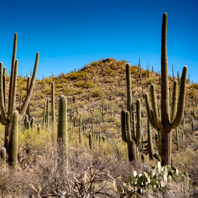 Saguaro National Park