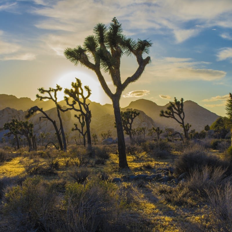 Joshua Tree National Park