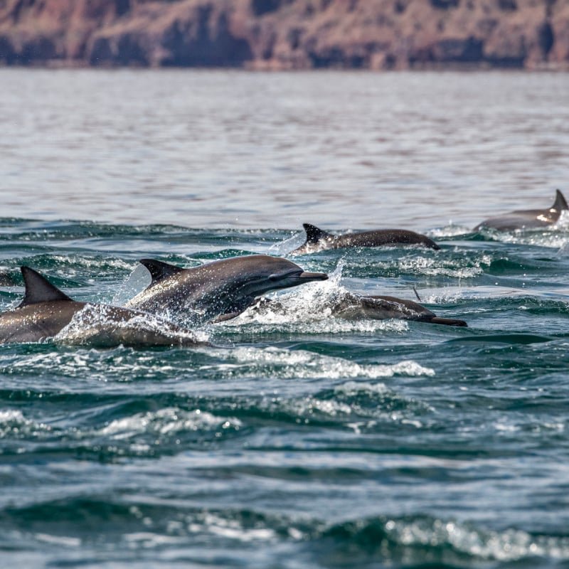 dolphins in loreto