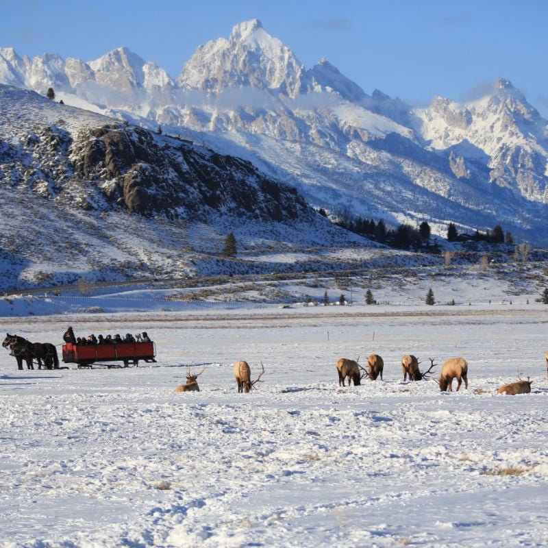 Elk sightings on sleigh ride