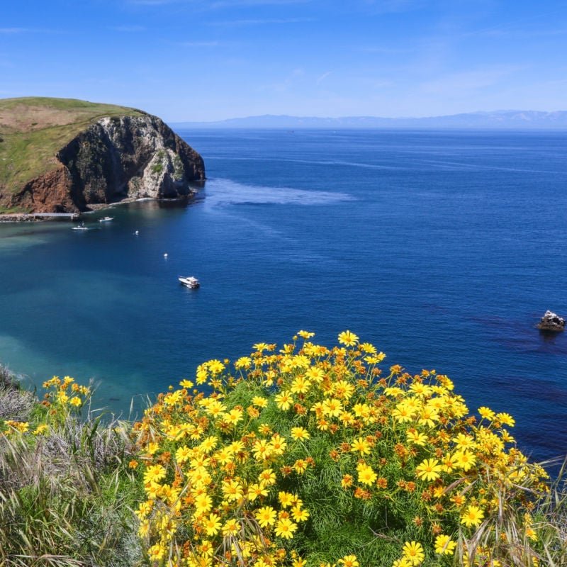 flowers blooming channels island national park