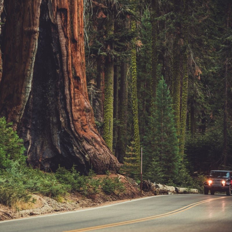 jeep in sequoia national park