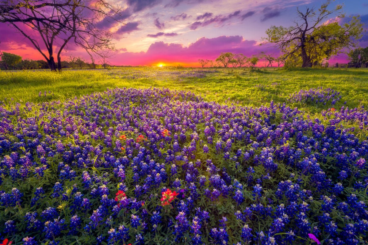 beautiful field of bluebonnets in texas