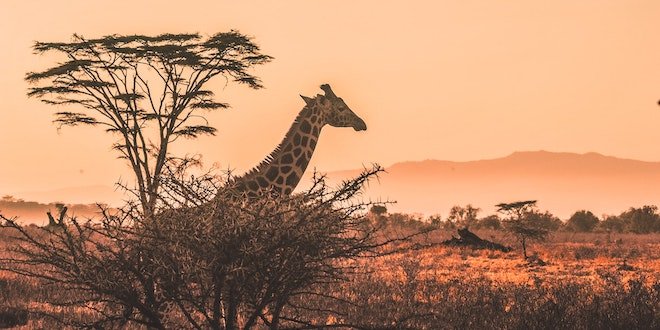 How to Plan a Successful Trip to Kenya