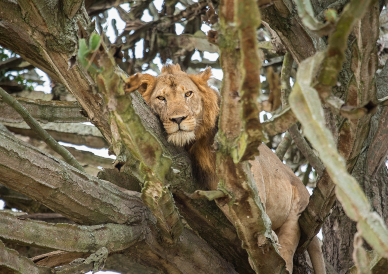 VSPT Announces Support of African Lion and Large Carnivore Survey in the Queen Elizabeth Conservation Area