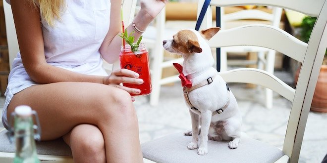 Top 5 Pet-Friendly Patios in Los Angeles