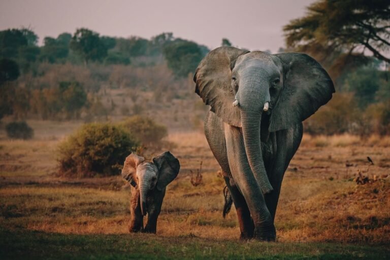 Exodus Travels Expands Support for Elephant Conservation Efforts