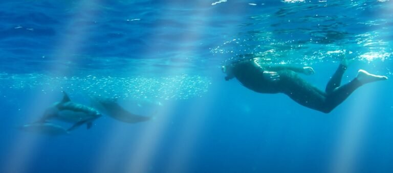 Futurismo Azores Adventures Ceases to Promote Swimming With Dolphins