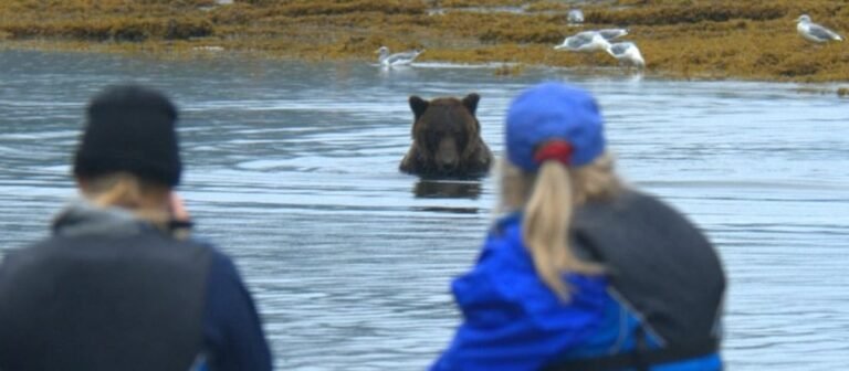 Commercial Bear Viewing Association Raises $300,000 For Bear Conservation Through Innovative Conservation Licence Fee