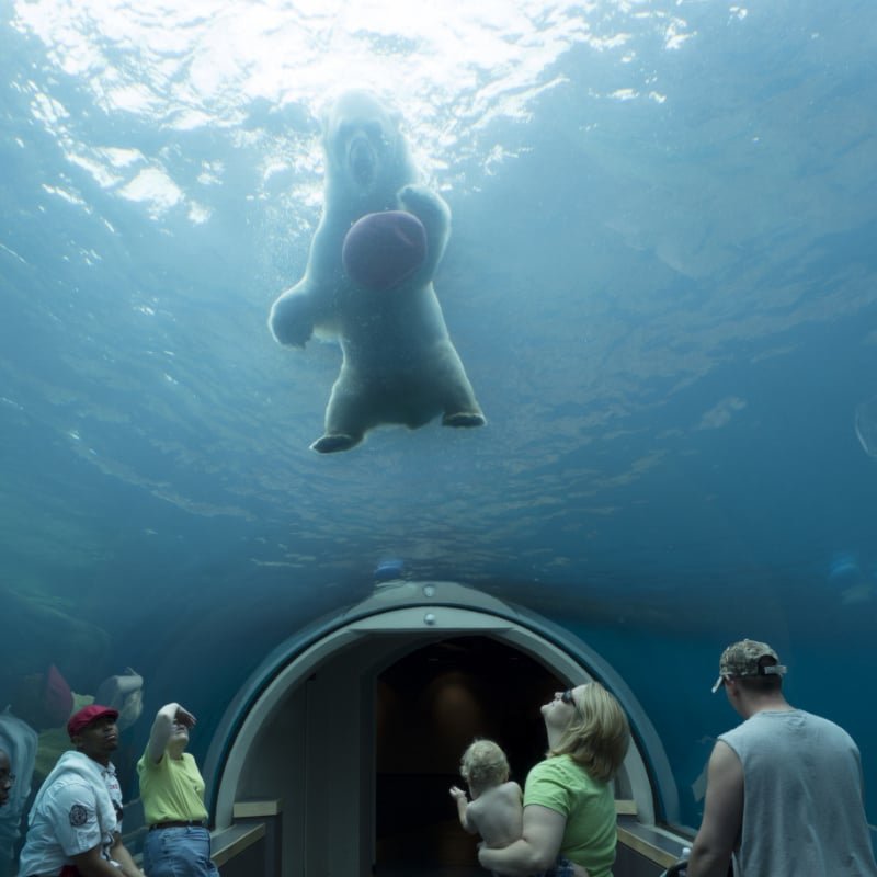 People watching a polar bear playing in the water at the Pittsburgh Zoo and Aquarium