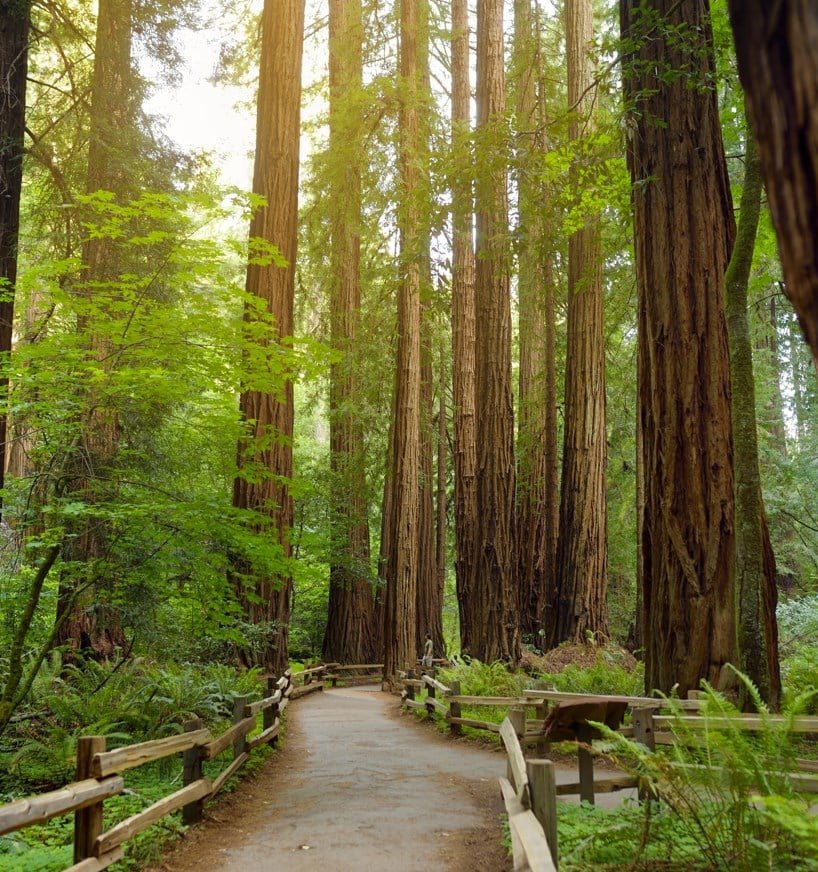 Muir Woods National Park